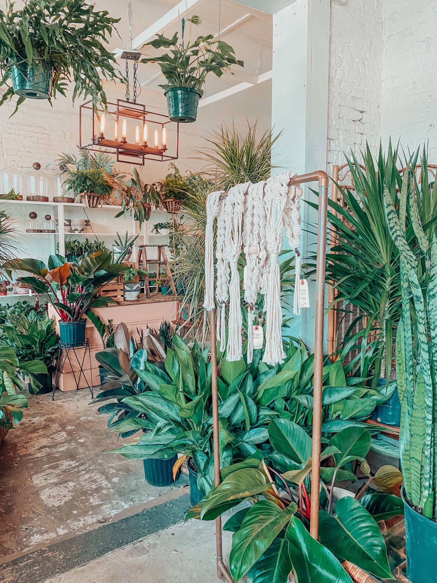 Plants 101: Here are the best indoor plants