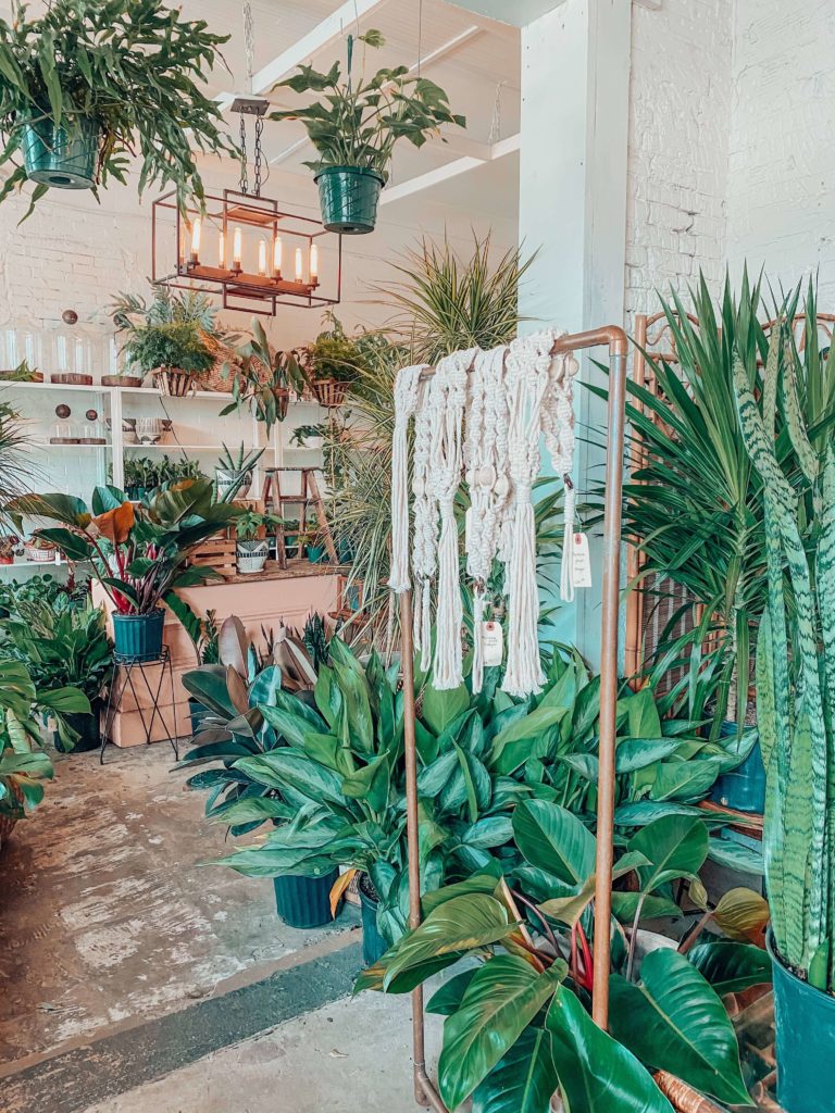 indoor plants 101