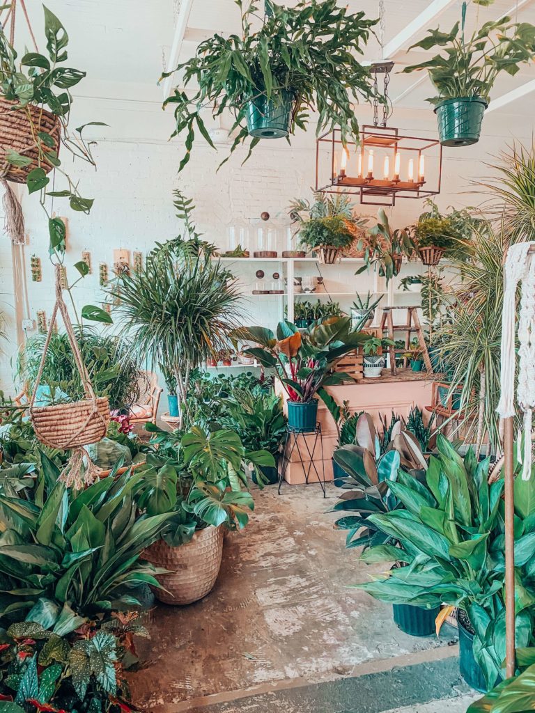 indoor plants 101